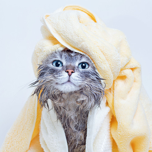 cat wrapped in yellow towel