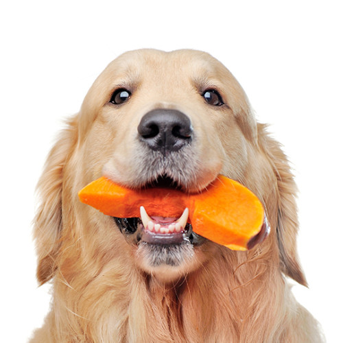 orange-stool-in-dogs-buddydoc