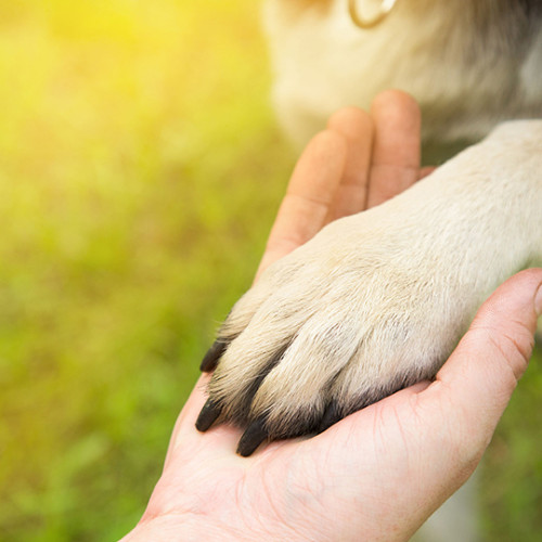 dog paw placed on owners hands outdoors