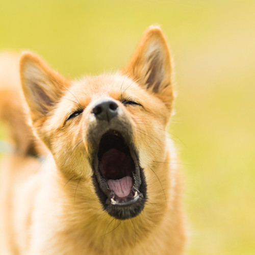 brown dog barking at camera