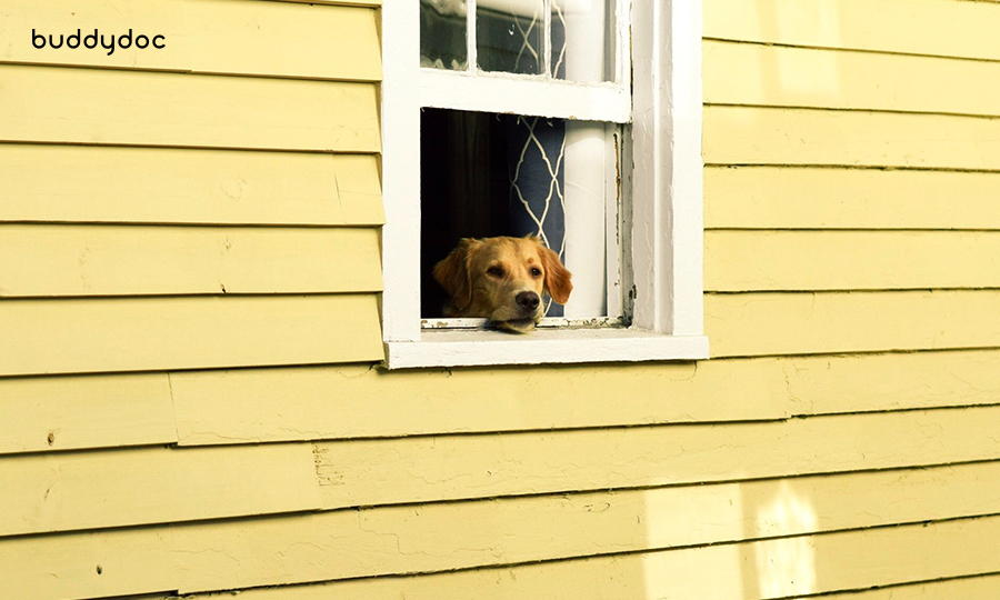 adult dog looking out of white window on yellow house