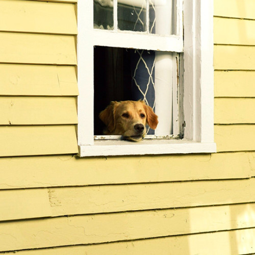 adult dog looking out of white window on yellow house