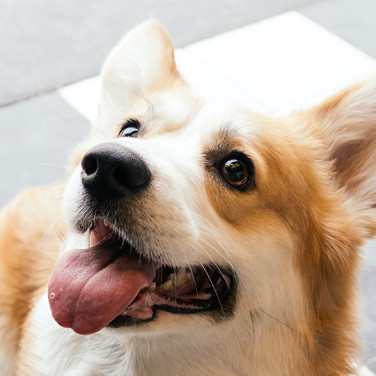 corgi looking up outside on patio