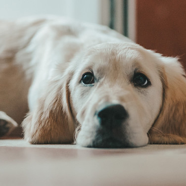 blonde dog resting face on floor