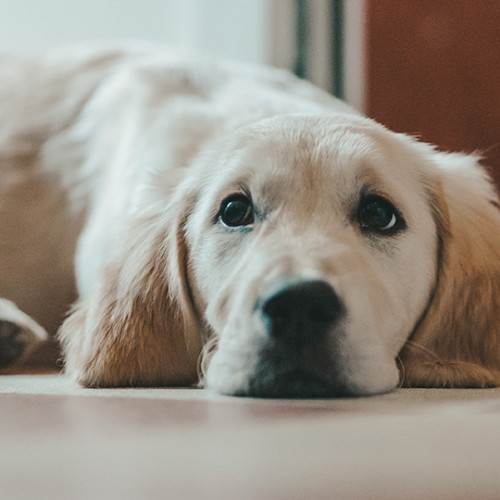 blonde dog resting face on floor