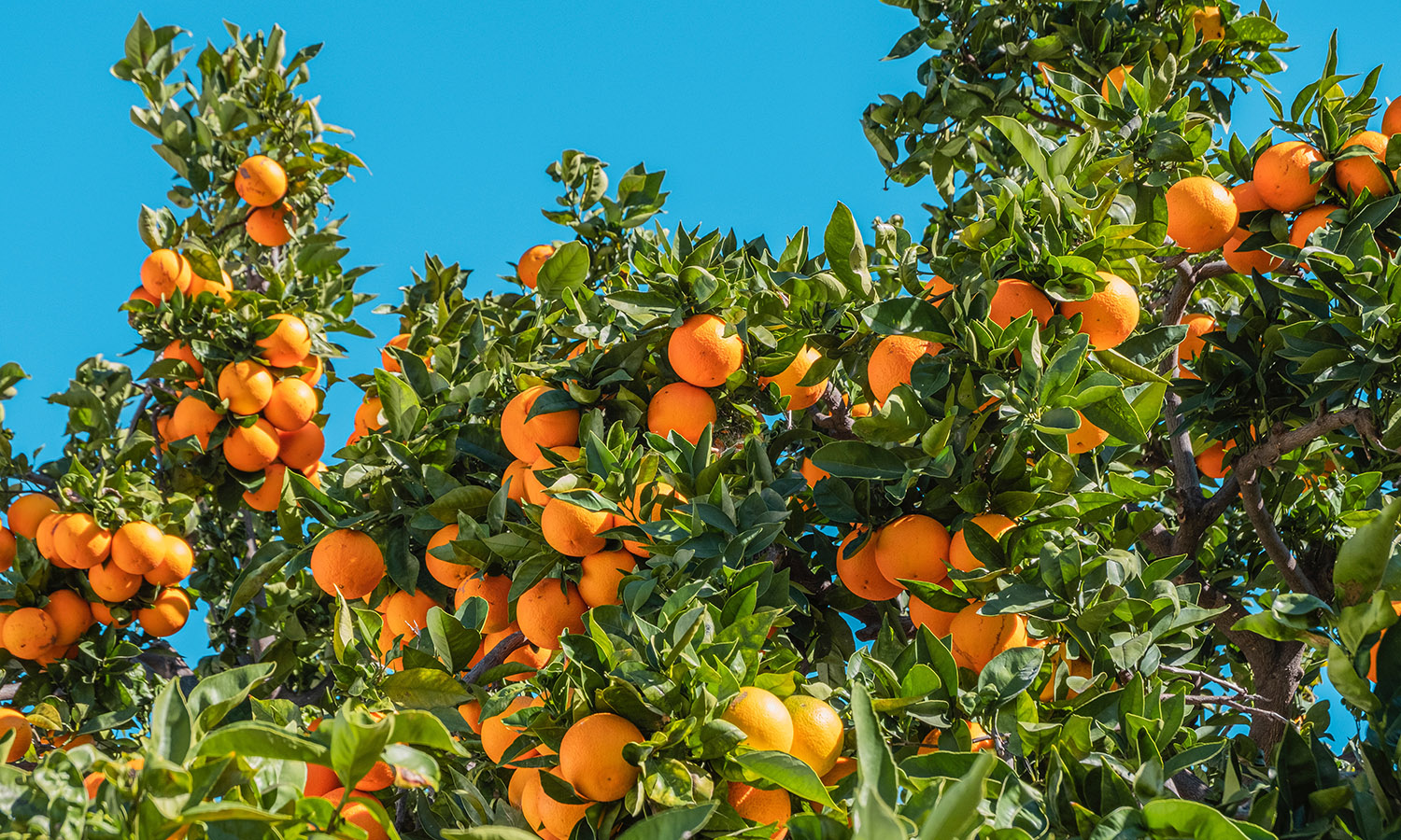 Can dogs eat oranges showing a tree full of oranges