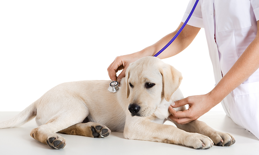 Labrador puppy getting her heart rate measured by a veterinarian