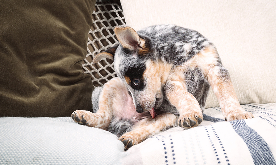 A female puppy licking their privates on a couch draped with a fabric and several pillows