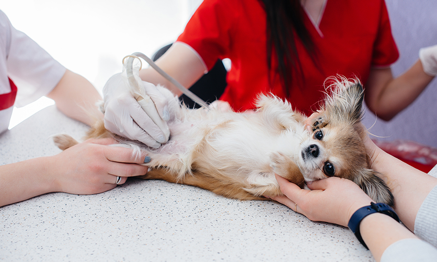 A female papillon puppy receiving an ultrasound at a veterinarian office