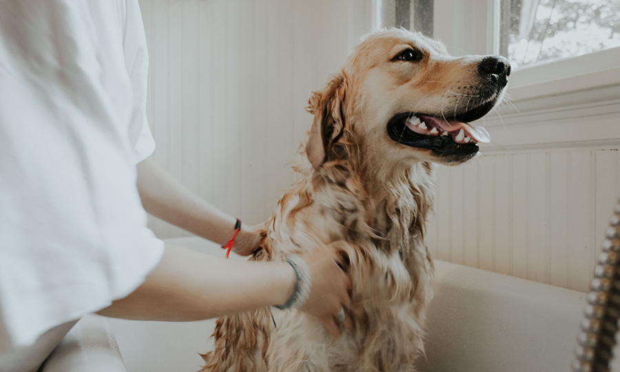 A labrador dog getting bathed in a bathtub with suds all over