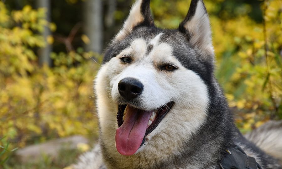 An adult husky smiling with its tongue out lay in dirt in front of yellow flowers