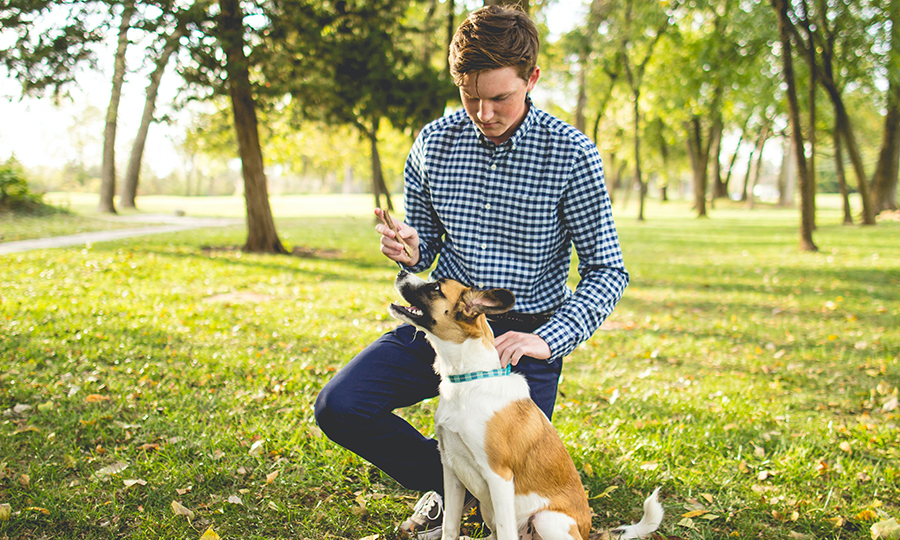 A man training his dog with treats and a stick outside in a big park on a sunny day