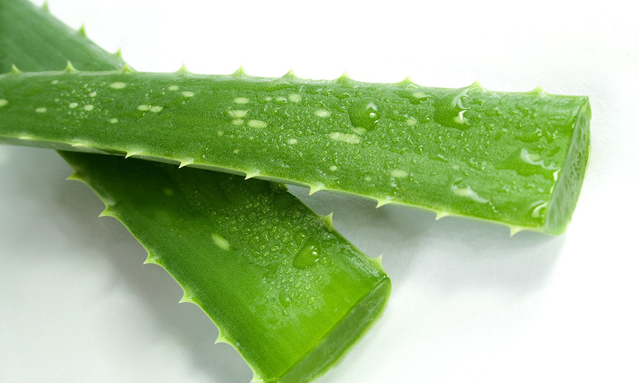 two leaves of aloe vera cut from the plant on a white backdrop