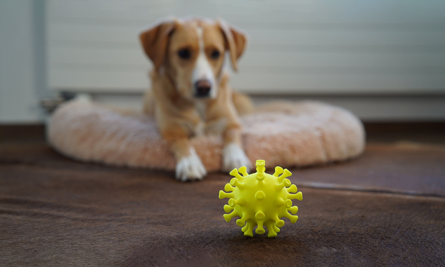 Dog looking at a bacteria chew toy