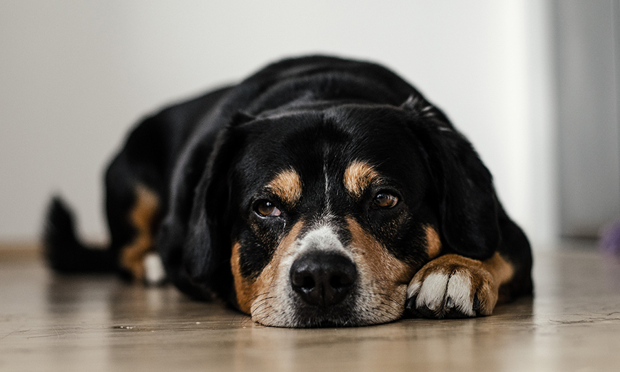 A beagle mixed breed dog resting with face on a wooden floor