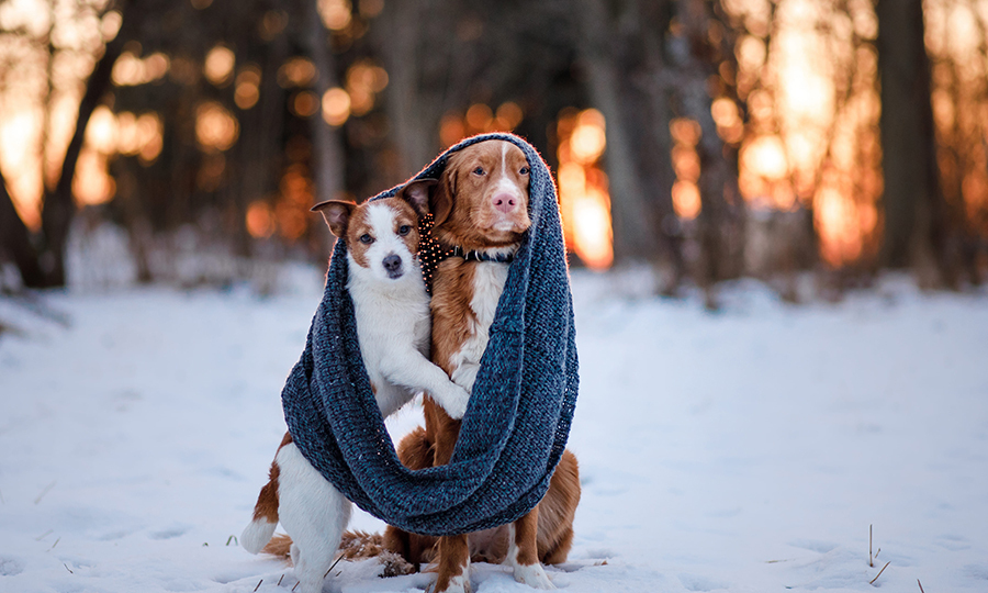 two dogs sharing warm blanket outdoors on snow