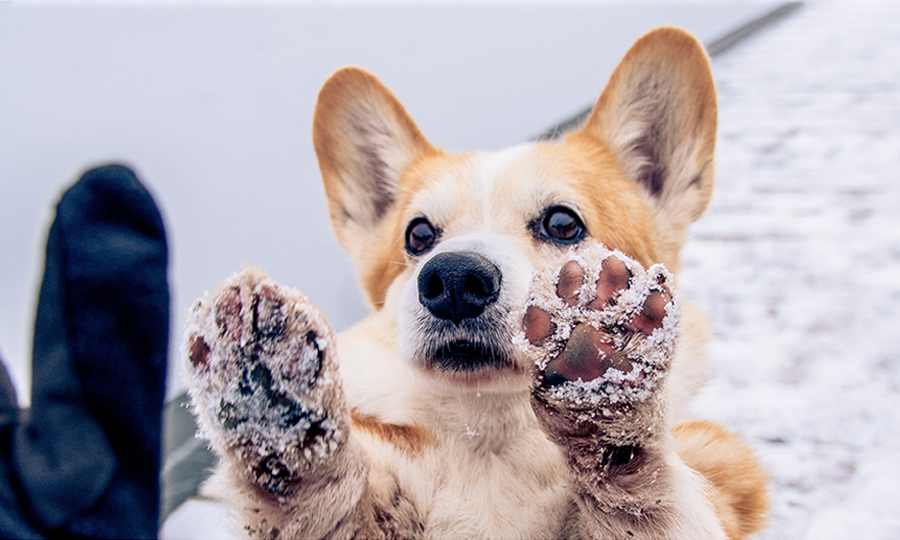corgi showing her paws powdered with snow