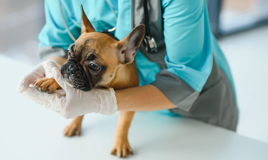 french bulldog getting examined by veterinarian on table