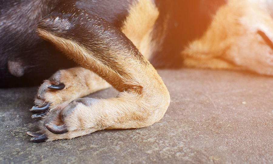 Close up of inflamed joint on dog laying on the floor