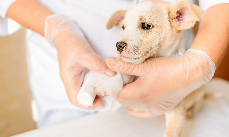 Puppy having bandage wrapped around swollen joint