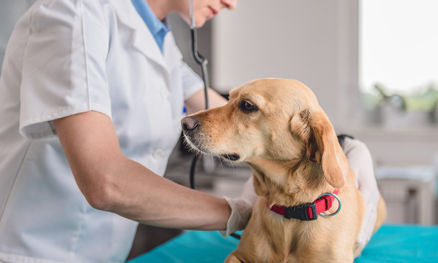 Lymphangiectasia-in-dogs-diagnosis