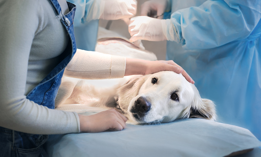 Labrador on veterinarian bed comforted by her guardian with vets in the back diagnosing her