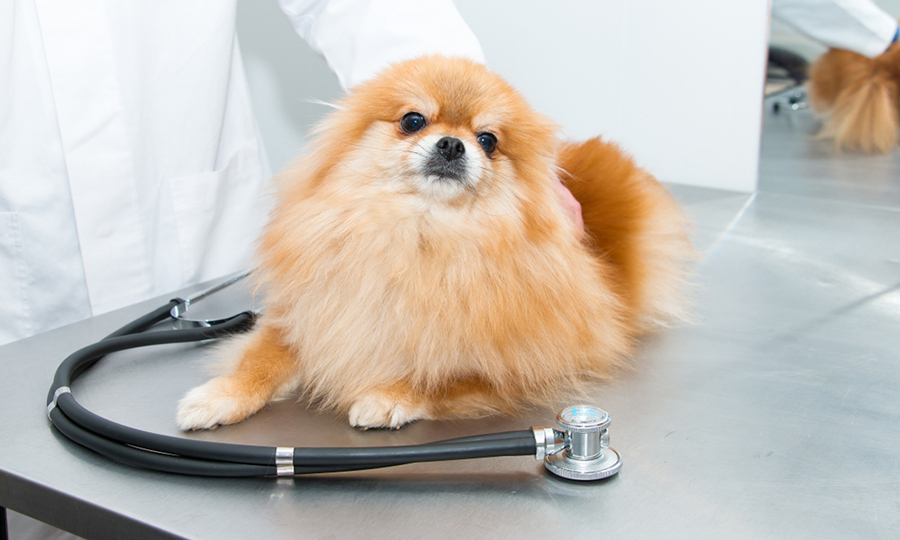small breed dog on veterinarian table with stethoscope placed beside her