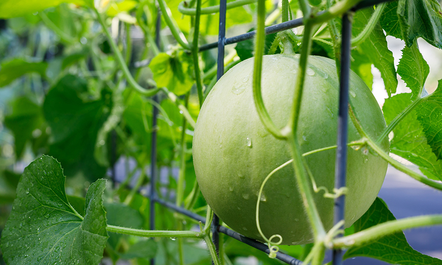 honeydew melon hanging off honeydew vine