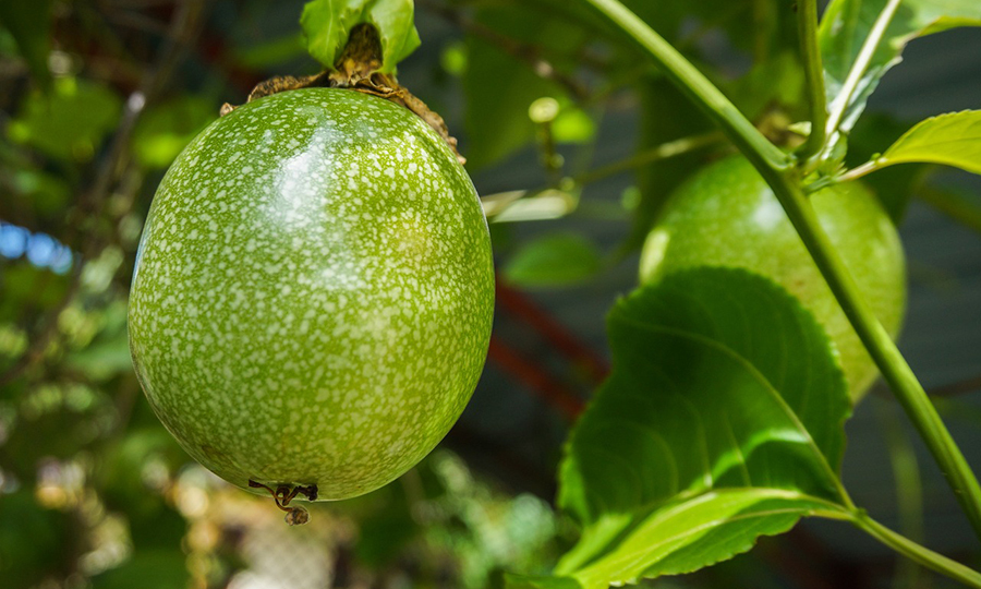 unripe passion fruit hanging off branch of tree
