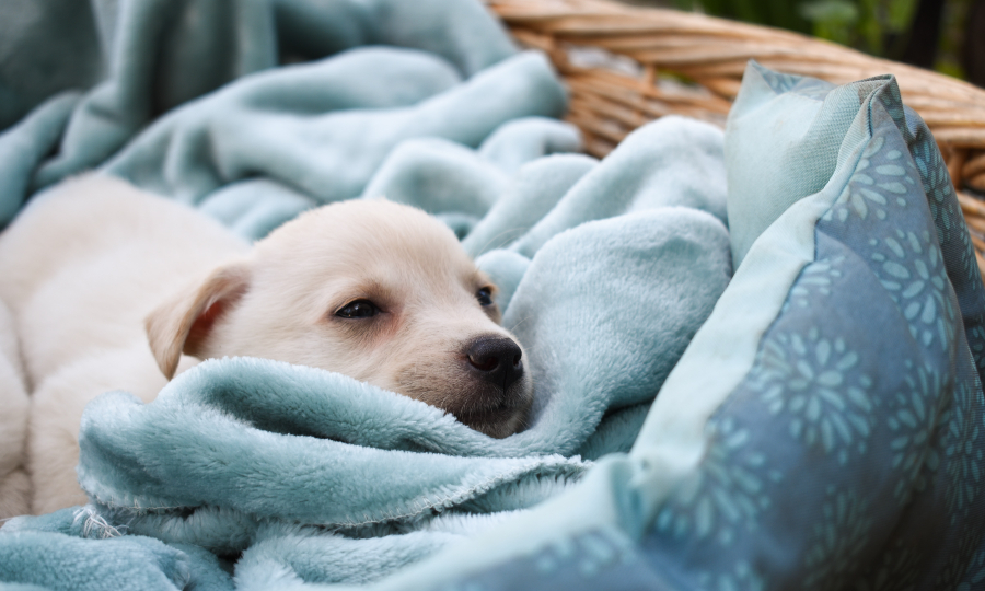puppy tired resting on thermal blue blanket