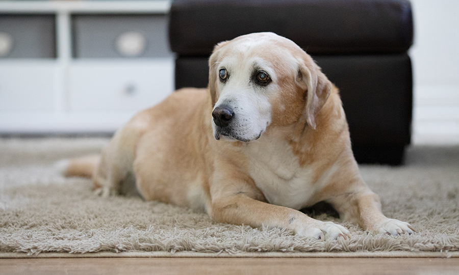 senior labrador sitting in a brightly lit home