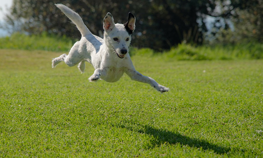 A small terrier jumping in the air trying to catch its shadow with excitement