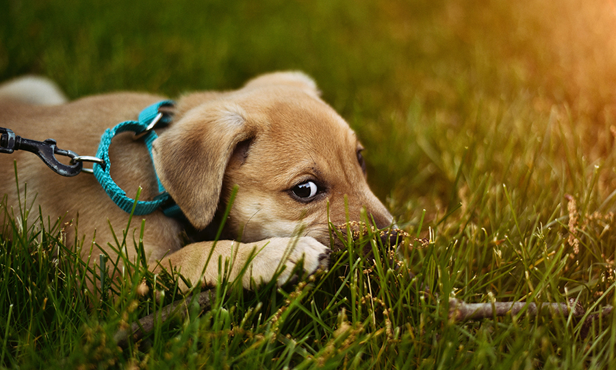 A puppy laying in a field of grass with a blue martingale collar on