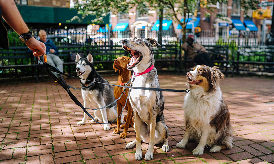 four adult dogs well behaved and staying still with leashes on in a dog park