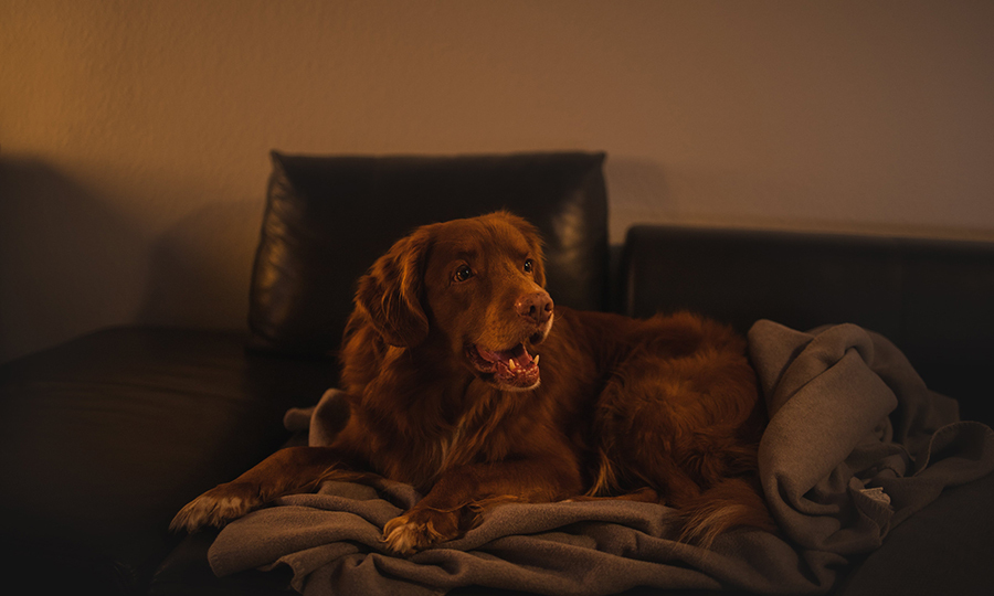 A dog barking at something off camera indoors at night