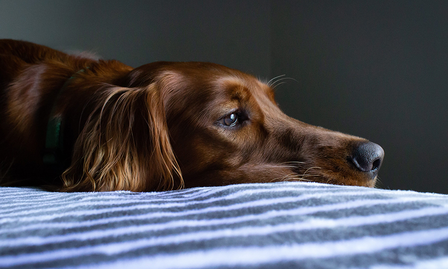 A bored dog resting on bed