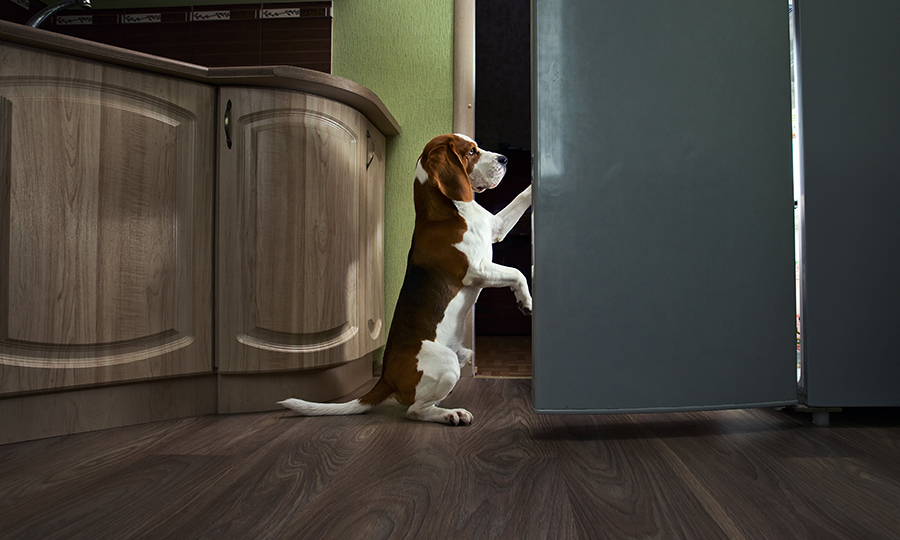 dog looking for midnight snack in an open fridge at night