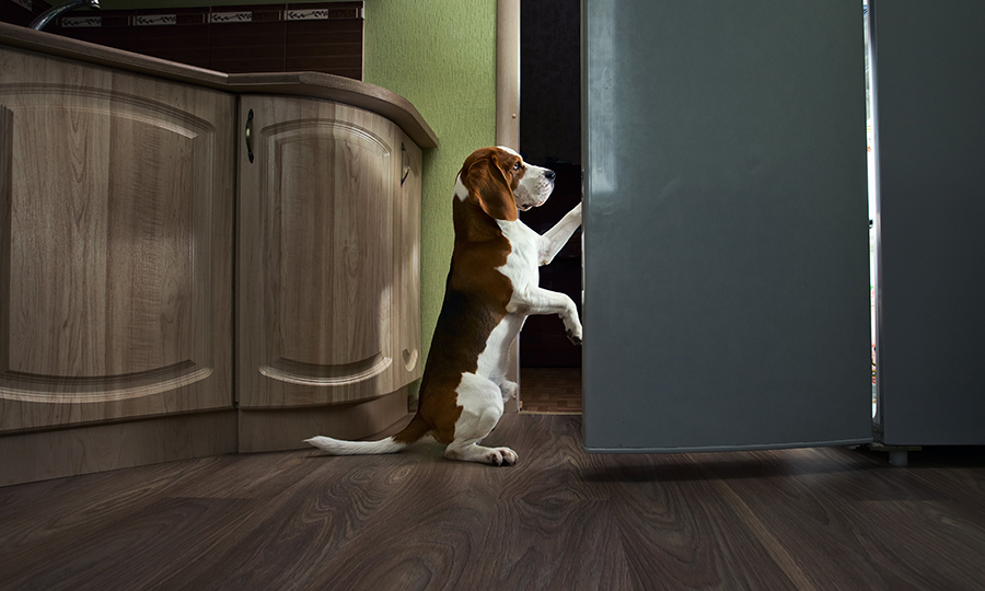 dog looking for midnight snack in an open fridge at night
