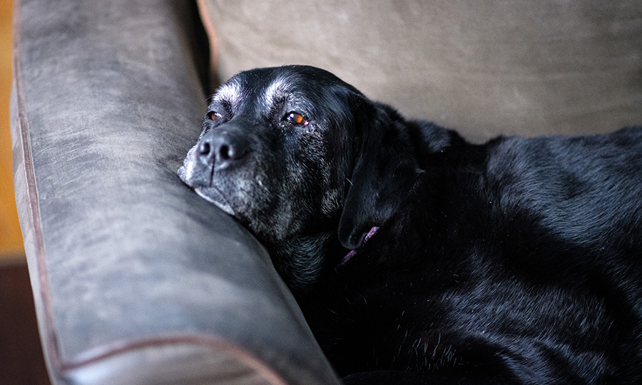 older dog resting on couch