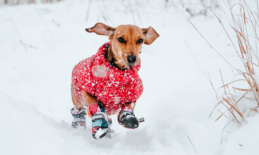dog outdoors in snow with a dog vest and boots on