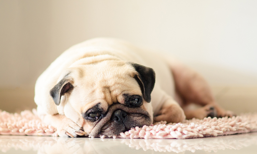 upset pug pouting and laying on a fuzzy pink rug