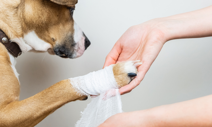 dog with their front right paw out getting bandaged up by veterinarian