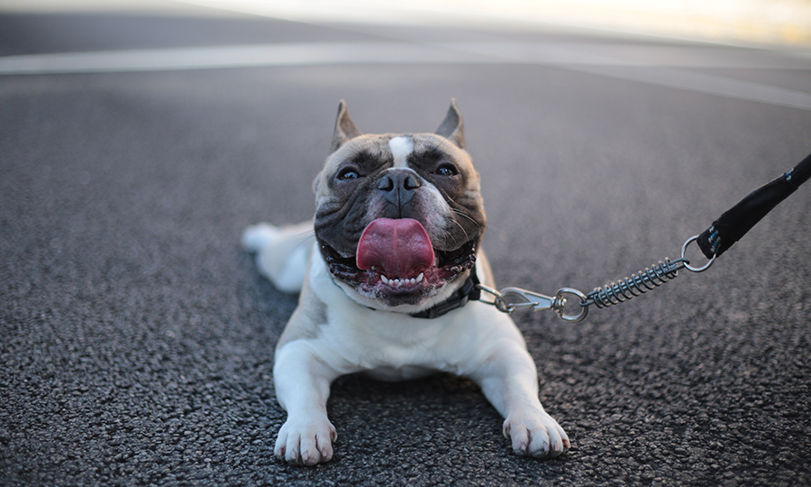 A tongue out and smiling bulldog laying on shaded asphalt with a nylon leash attached to his collar