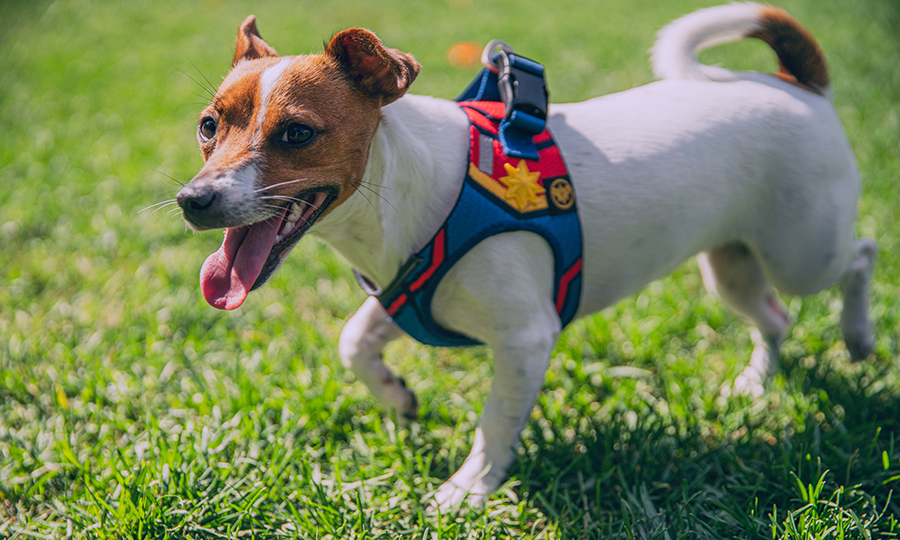 A jack russel terrier in a multi-colored harness in a field