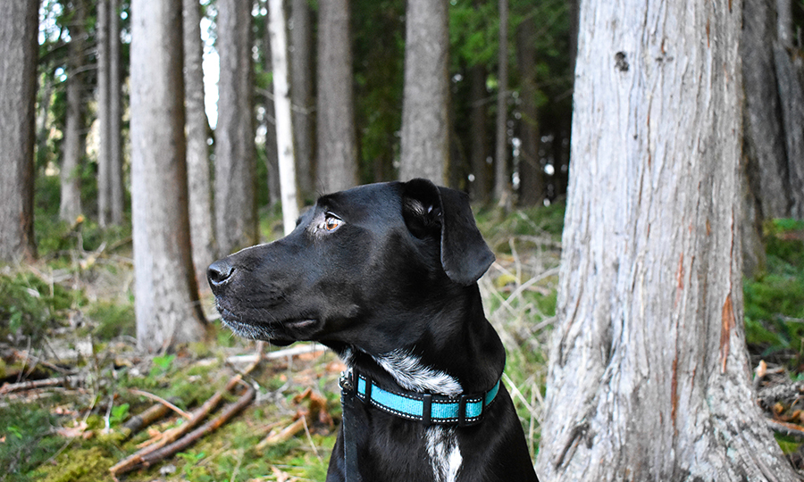 A black lab in a forest trail with a bright blue nylon dog collar on