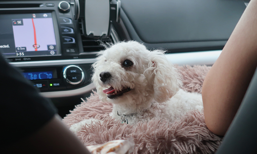 dog laying on fluffy blanket on someones lap inside car