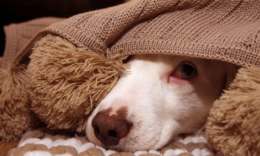 dog hiding under blanket with red and swollen eyes