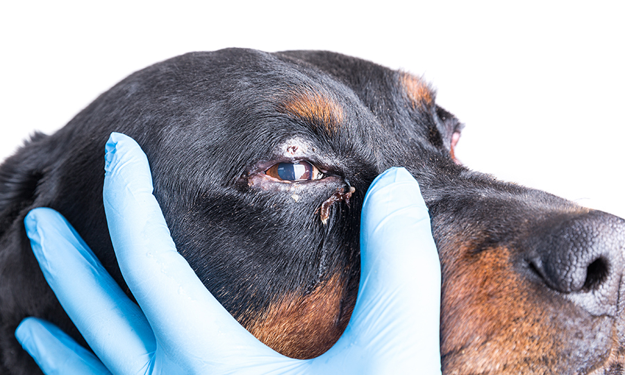 veterinarian checking dogs eye