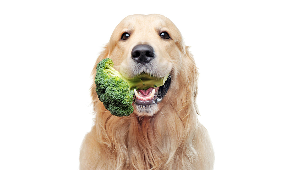 Can dogs eat broccoli golden retriever with a piece of broccoli in his mouth