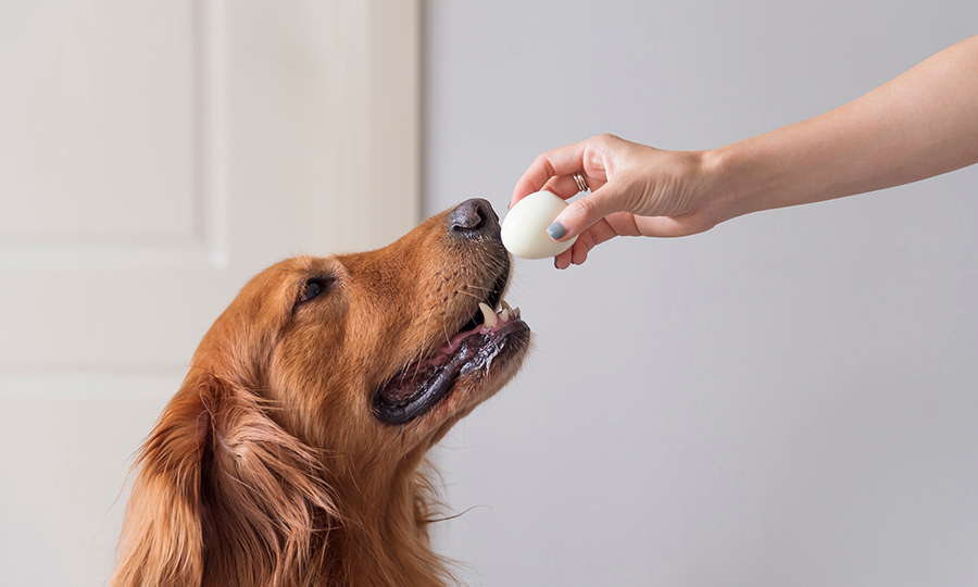 Owner holding a white egg in front of a curious dog